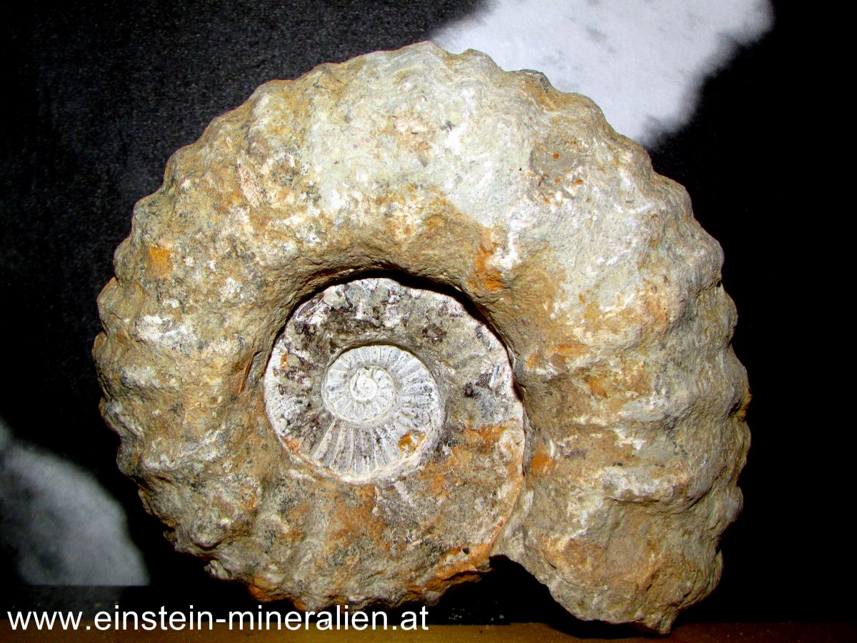 Ammonit 1,225kg